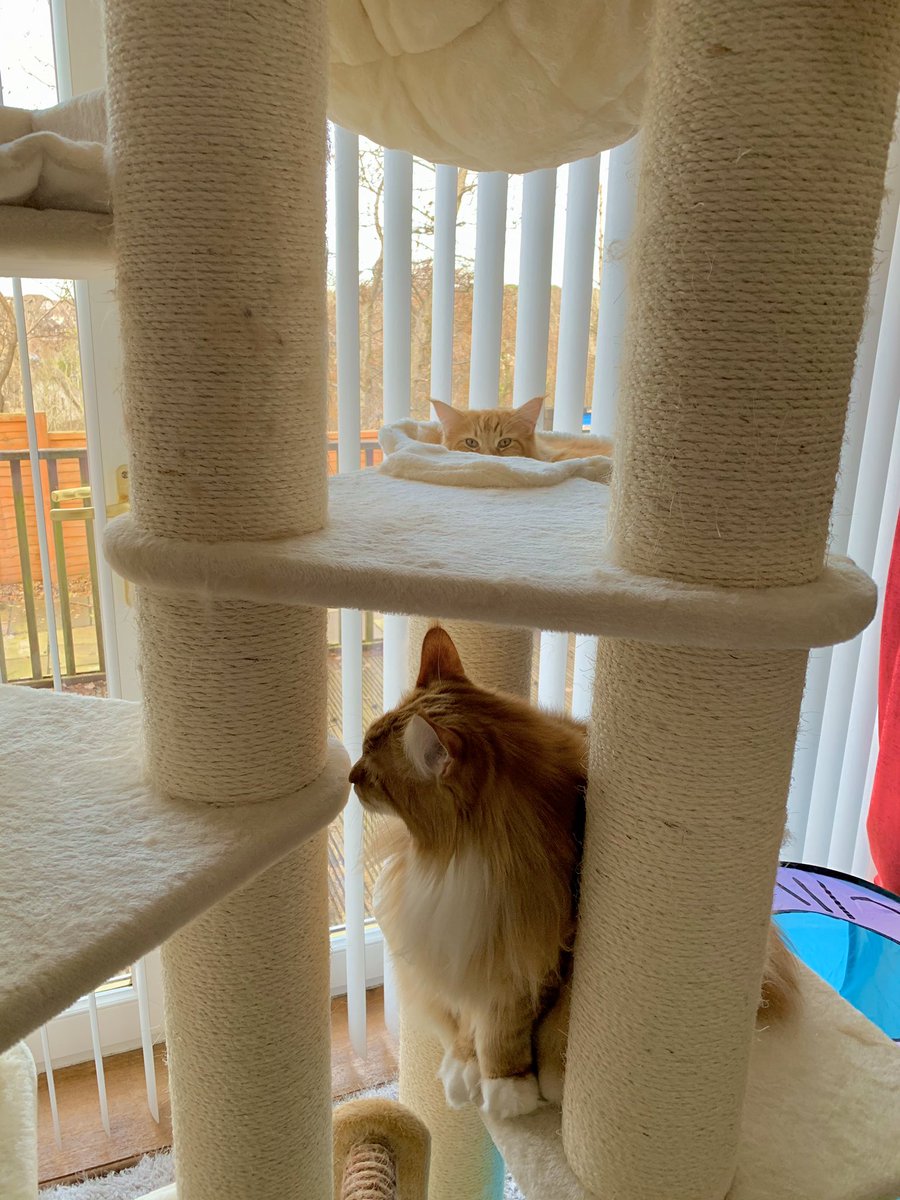 buddy_gizmo's tweet image. G: where are you bro
B: that’s cheating
G: what
B: the game is called hide &amp;amp; seek
G: not hide and then you come out?
B: no
G: hide and tell me where you are?
B: no
G: hide and wave at me?
B: still no

Have a great #Caturday everyone!! 😸😸🦁🦁 #teamfloof