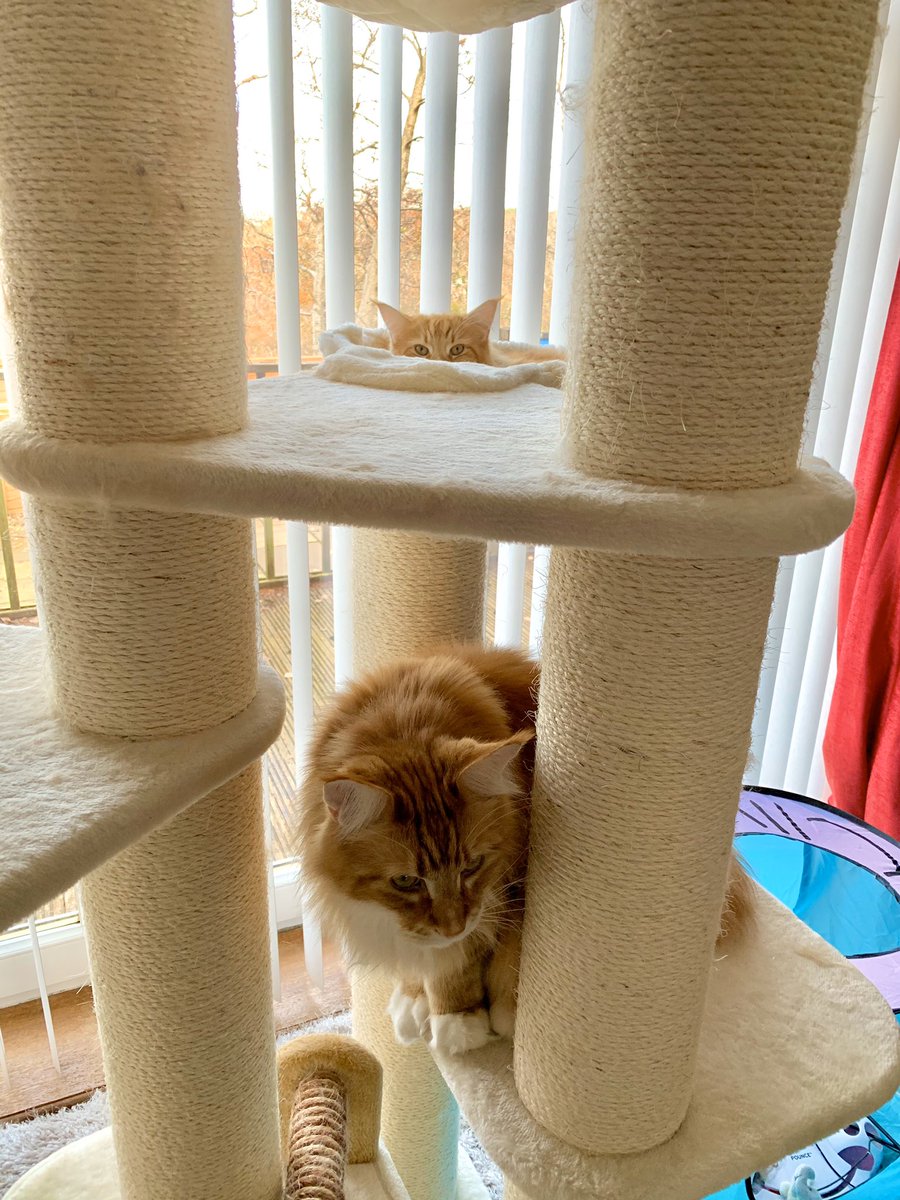 buddy_gizmo's tweet image. G: where are you bro
B: that’s cheating
G: what
B: the game is called hide &amp;amp; seek
G: not hide and then you come out?
B: no
G: hide and tell me where you are?
B: no
G: hide and wave at me?
B: still no

Have a great #Caturday everyone!! 😸😸🦁🦁 #teamfloof