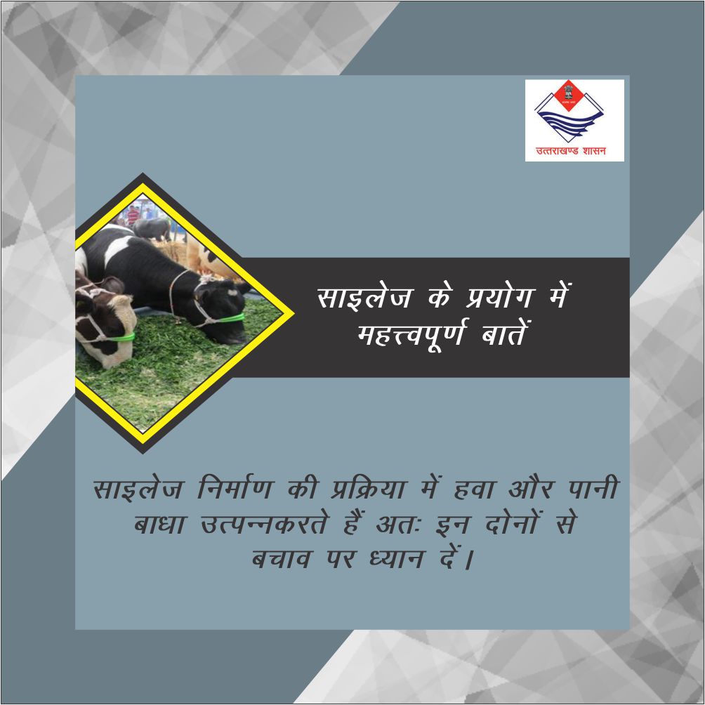 pashudhanUK's tweet photo. साइलेज के प्रयोग में महत्त्वपूर्ण बातें:
हवा और पानी ये दोनों ही कारक साइलेज निर्माण की प्रक्रिया में बाधा उत्पन्न करते हैं, अनदेखी करने पर साइलेज खराब हो सकता है। अतः इनसे बचाव पर के तरीकों पर ध्यान दें।
#Tips #SilagePreparation #CattleFeed https://t.co/NJ1gfjksQN