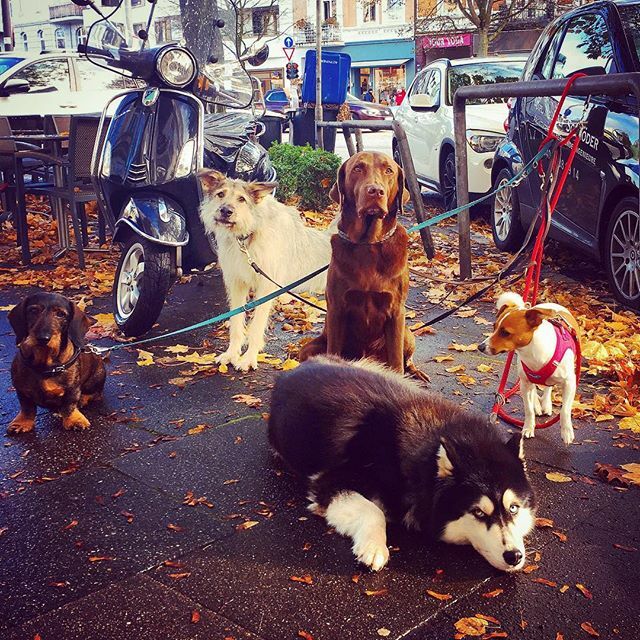 tessaverse's tweet photo. “Oh, it‘s just you, I thought... well, nevermind.” #doggo #cluster #empfangskomitee #piningforthefjords https://t.co/p0sBYZVJMp https://t.co/kHhj7oTMYV