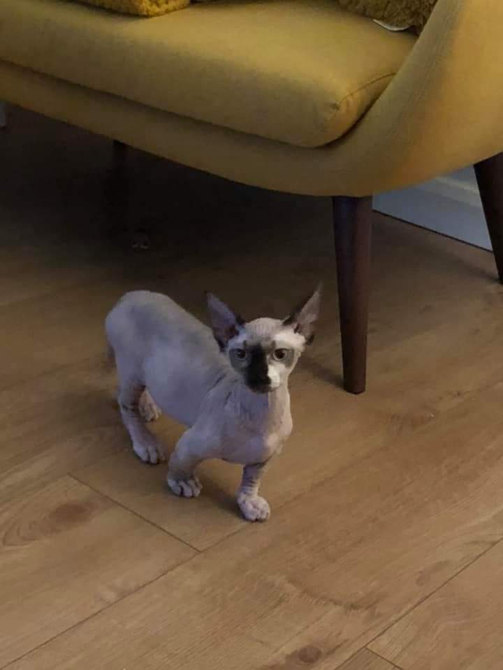 #Sphynx #kitten Blinky is #StillMissing #StokeOnTrent #ST2 
Blinky went #missing yesterday the 15/11/19 at 7am

Her family were searching for Blinky till 10pm last night but had no luck. They have now offered a generous #reward for her safe return. Please call 07392-711-211