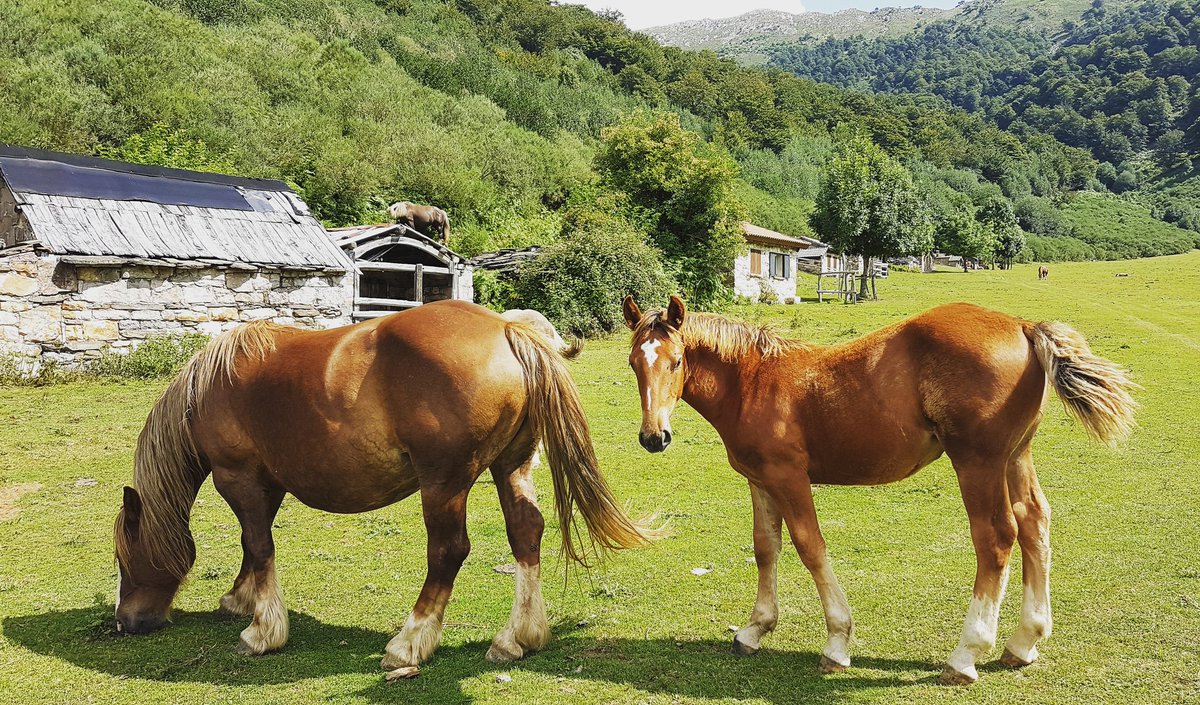 viajandoaire's tweet photo. Fijaos qué agustito estaba mamá y pequeño 🐴🐎 en Brañagallones, Parque Natural de Redes, Asturias.
No os perdáis el video que grabamos de esta zona 😉https://t.co/XuG64Nus7u👈👈👈👈
.
.
.
.
#brañagallones #redes #parquenaturalredes #asturias #asturiasmola #españamola https://t.co/rOVv1eQI4e