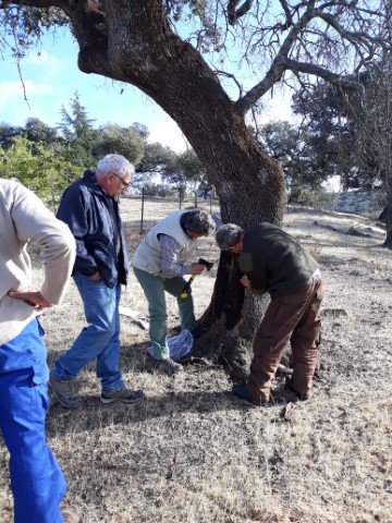 El Equipo de Diagnóstico de la Seca (EDS) de  <a href="/AgriculturAnd/">Consejería AgriPesca</a> tiene como objetivo abordar la sanidad vegetal del arbolado del género Quercus en #Andalucía. El arranque se ha realizado en octubre y hasta la fecha ya se han recibido más de 70 solicitudes al EDS.