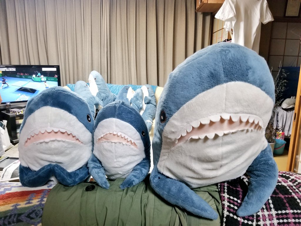 Ikeaのサメ用アカ ワタザメ على تويتر 3whpd1ukv でかいタグがついてるのがikeaのサメで タグの小さいのがクレーンゲームでゲットしたニセザメです Ikeaのサメは大小の2種類がありますよ ᵔᵒᵔ T Co Tneb5shtnm تويتر