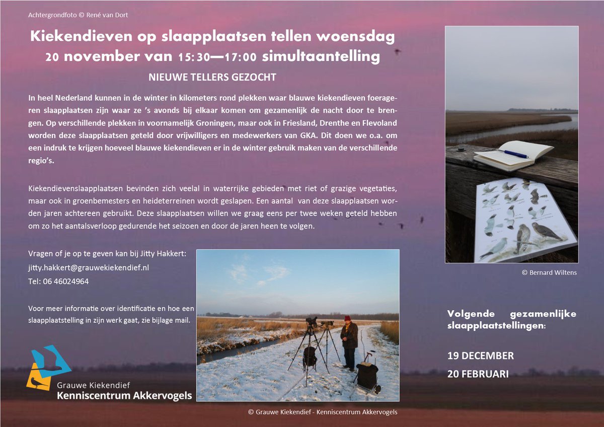 grauwekiek photo