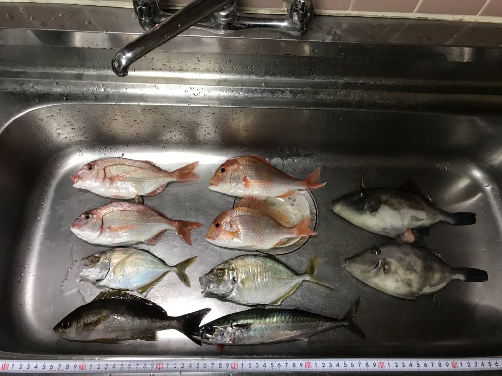 RATIO20849766's tweet photo. 先日の舞鶴沖の釣果🎣 https://t.co/5OZCCTJGS7