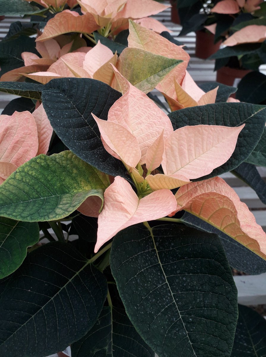 🌺Just take a look at these!🌺 We have some beautiful poinsettias available right now. They come in a wide range of colours too! Which is your favourite? £7.99 each! Also, we have some small red ones for just £4.99 🙂 #Poinsettias #GardenCentre #SeasonalPlants #Dorset