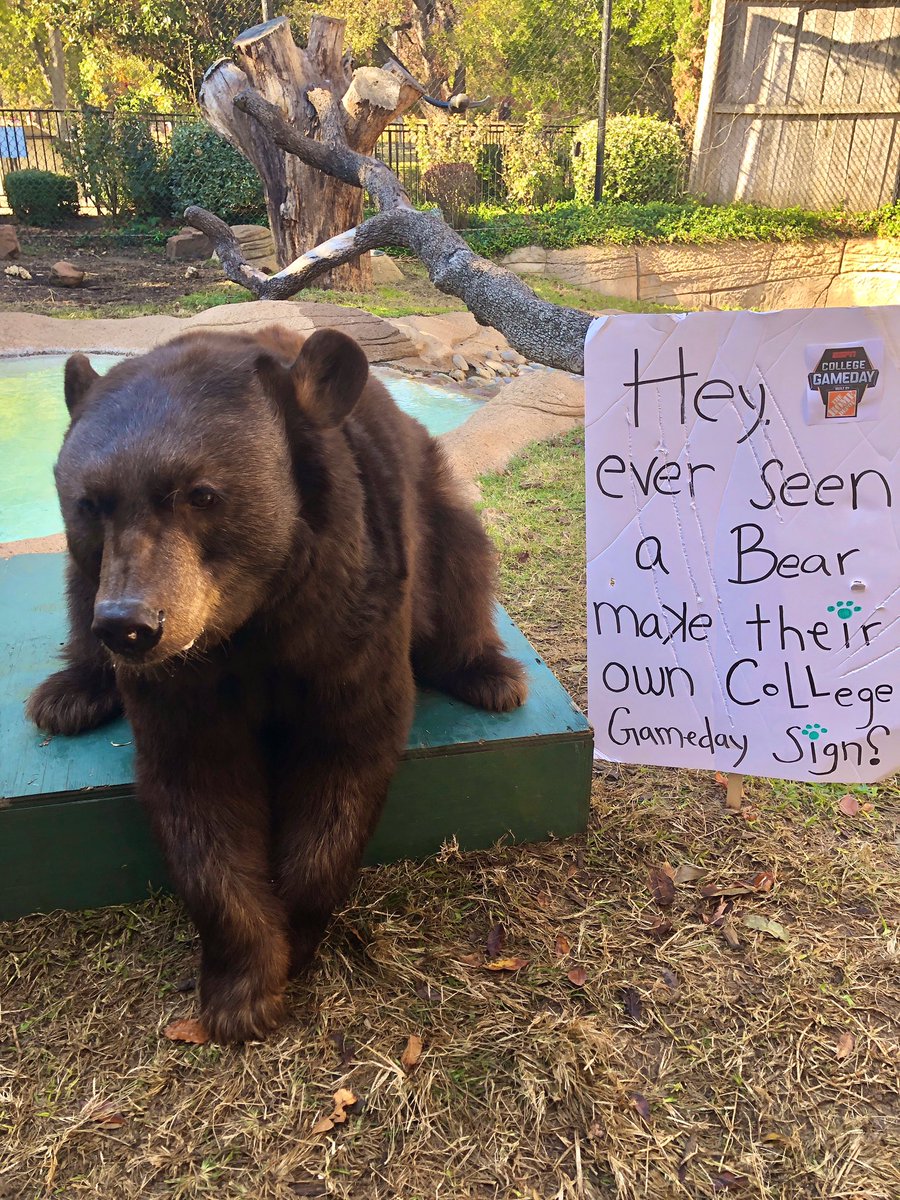 bubearhabitat's tweet photo. Did we do this Gameday sign thing right...? 

@CollegeGameDay @KirkHerbstreit @ReceDavis @DesmondHoward @MariaTaylor https://t.co/quNkGDkmoI