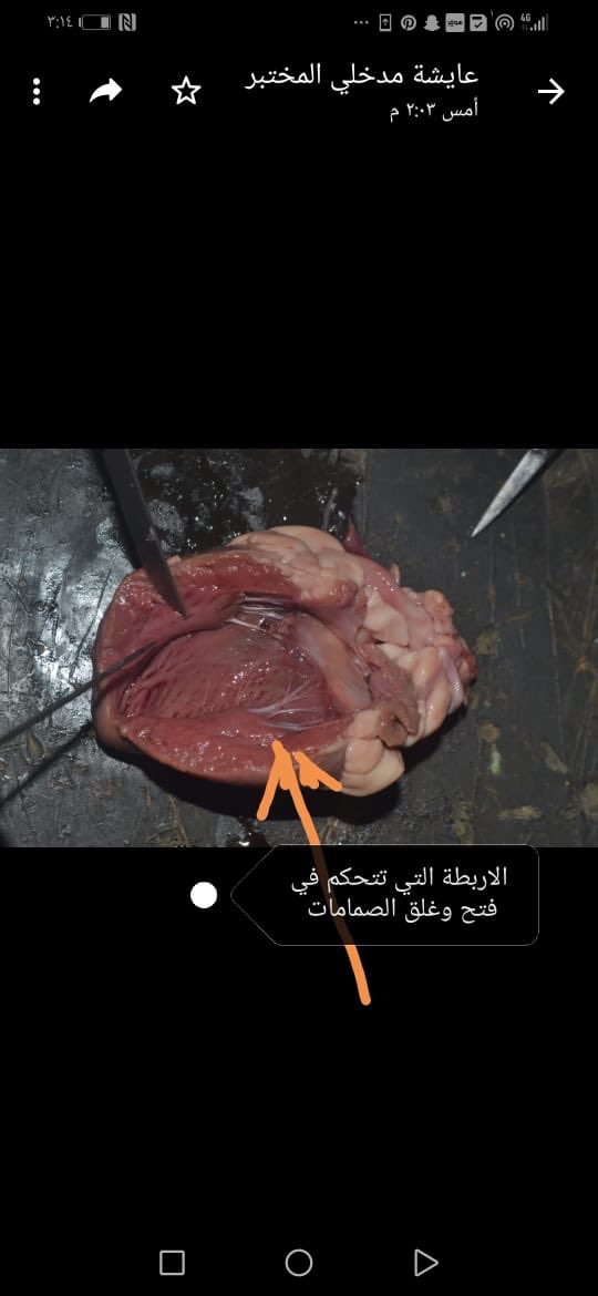 SmatNafsi's tweet photo. في ظل التطبيق العملي لدروس الأحياء للصف الثاني ثانوي موهبة نفذت المعلمة أمنة عريشي درس التشريح للقلب والجهاز الدوري الدموي في مادة الأحياء٢ كجانب اثرائي للطالبات الموهوبات https://t.co/bJ3KRNfwpw