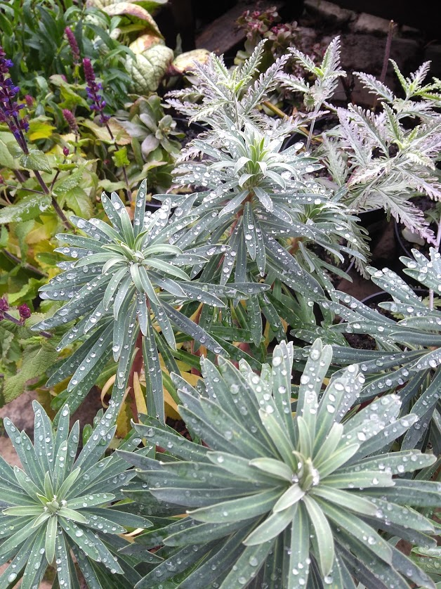 KatiCrome's tweet photo. Beautiful Euphorbia Black Pearl with #rain . A reminder of simple natural beauty when everything around us is such a mess at the moment. https://t.co/iSXOHFsXKQ