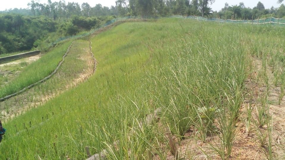 cghosh24's tweet photo. CG-154:Road sides along Manali and erosion friendly scars, (pic-1) can better be treated by vetiver grass...it's not denied that all landslides problem will be solved by Grass but majority can be taken care of well (Pic-2) https://t.co/feVGxXd72s