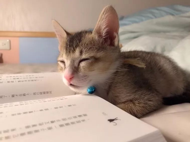 9GAG's tweet photo. Every time I try to study @MeowedOfficial 

📸 Chiao Wen Lu | FB https://t.co/S1TGIoliBM