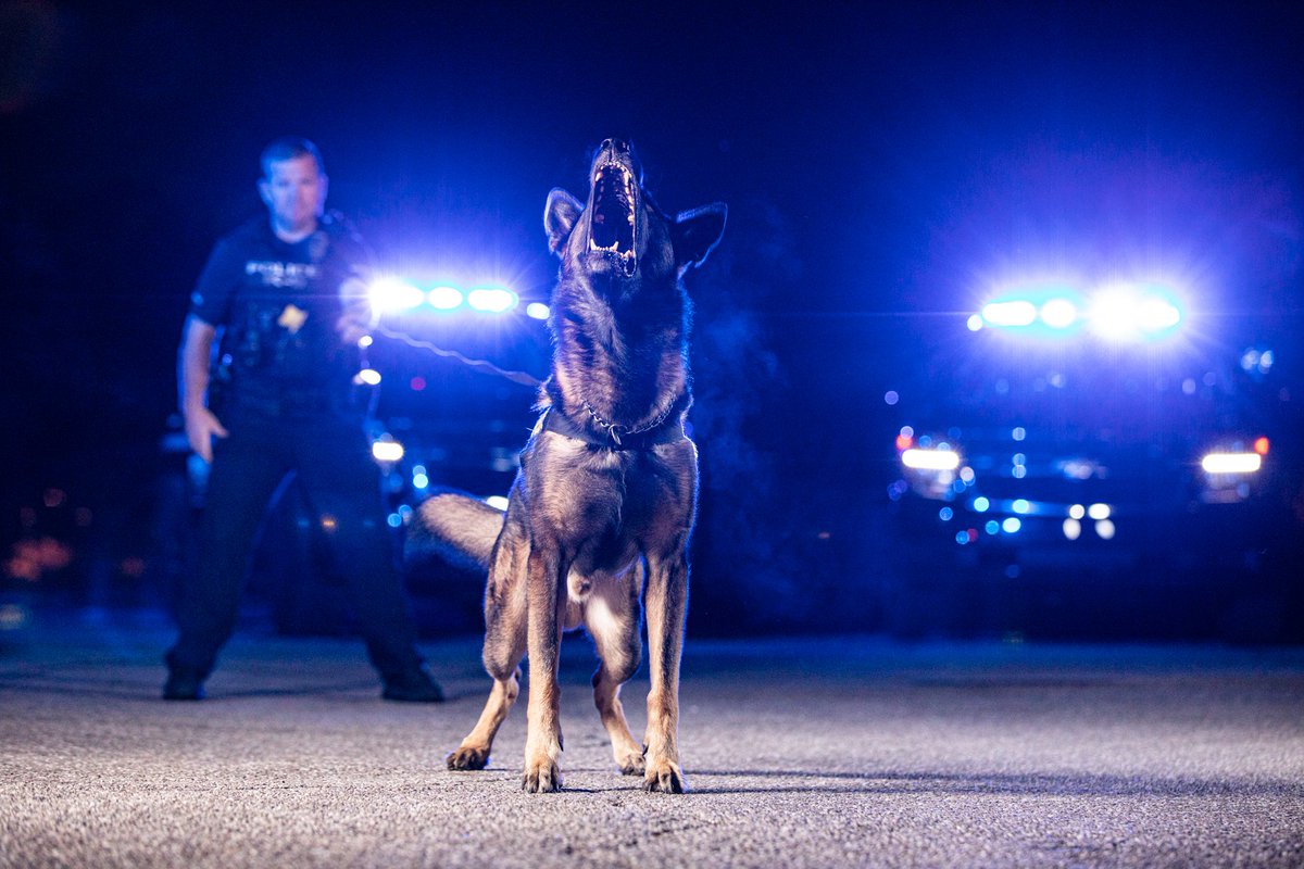 Great photo of Diesel sounding off at the end of his leash.   Cool weather and someone to bark at makes a happy puppy.