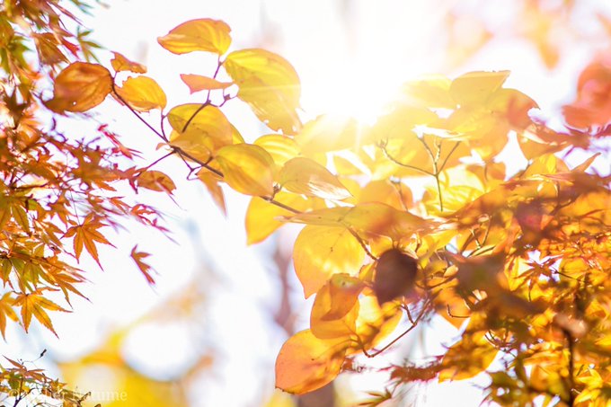 秋の夕日にのtwitterイラスト検索結果 古い順