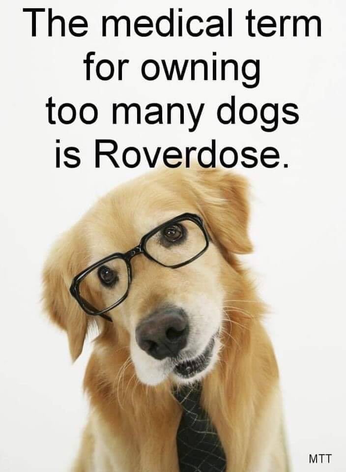 EASDpasquel's tweet photo. So Cute! Tech savvy individuals could create a great #easd Rover Thanksgiving rivalry meme from this... #easdtech #easdrover @annemcentire @StaceyChunko @EASDMarch https://t.co/XfuqruFe3a