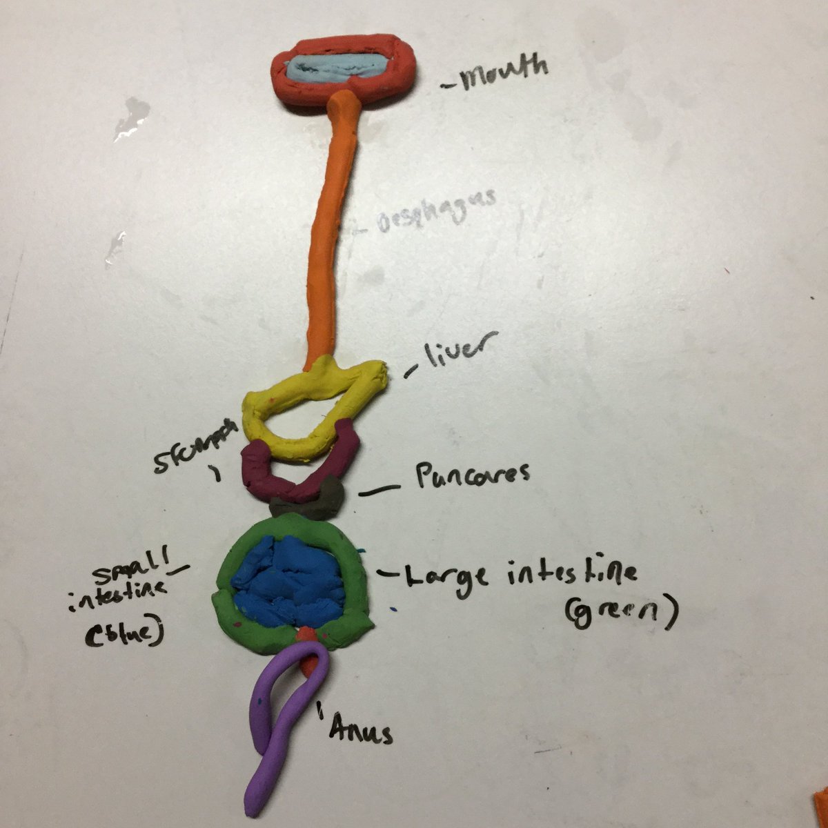 MissKyrk's tweet photo. Best sentence ever? ‘What colour should we do our anus in?’ #science @school21_uk @school21science #middlestrong https://t.co/nMLPvjBlR0