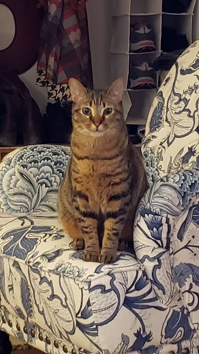 quillicent's tweet photo. The anniversary of one year of my reign over this new queendom. Pounce for everyone! Rejoice! https://t.co/r0r4YfU6Sr