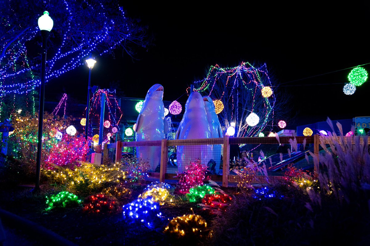 dsaundmedia's tweet photo. Zoo Lights 2019 🌲📸 

#CZAA https://t.co/FWTYwCk3IA