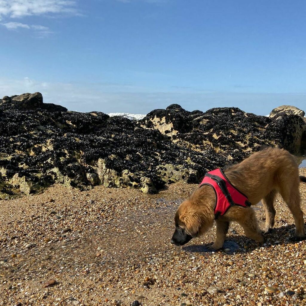 Luis Simões tweet media