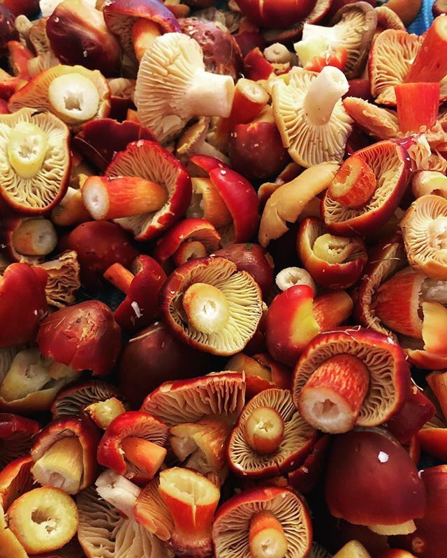 Fresh delivery of wax caps <a href="/bellowildfood/">Bellowildfood</a> #wildmushrooms #menugordonjones