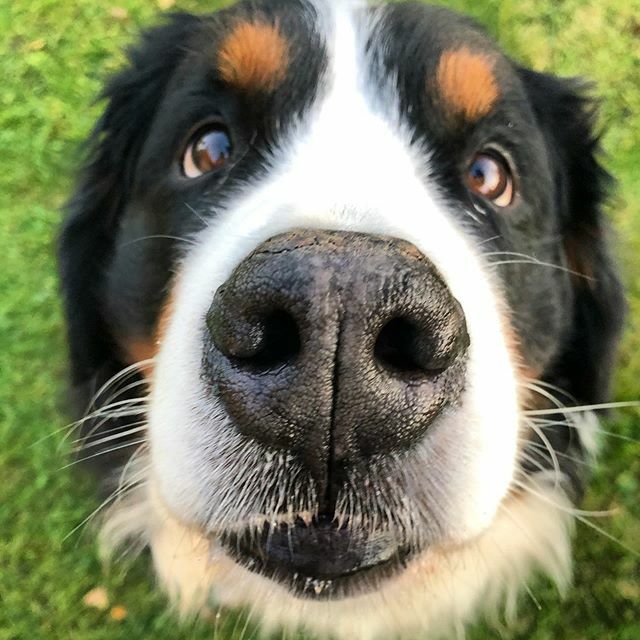 Can that snoot get a boop for Saturday? 👆🏼🐽
@dog_rates @boopmynose @barkbox .
.
.
.
.
#boop #boopmynose #boopthesnoot #boopboop #happysaturday #happyweekends #bernersennenhund #bernesemountaindoglovers #bmd #bernerlovers #bernese #berneselove #berner… ift.tt/379OKsF