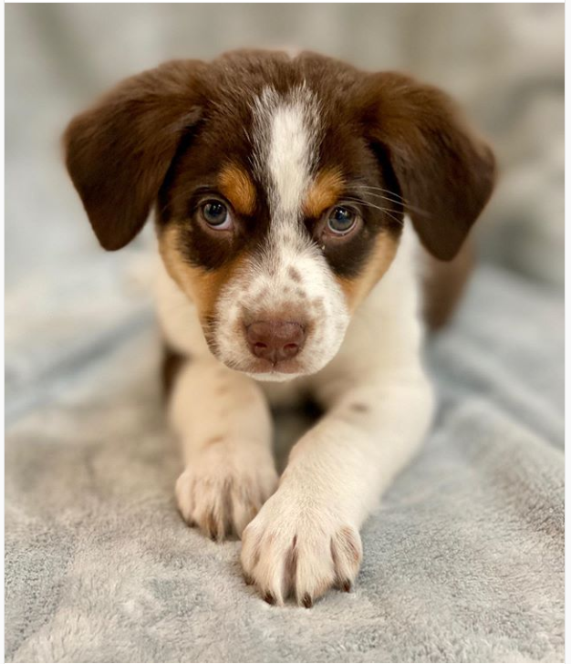 Suncoast Animal League tweet media