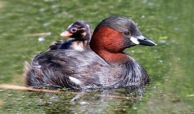 Little Grebe (Tachybaptus ruficollis) #painting #art