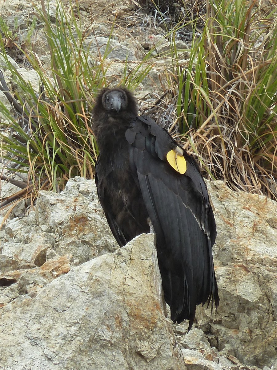 Y'ALL. 

Sorting files on my retired laptop and found the photos from the time I spent a few days in Big Sur in 2013 and got crazy lucky enough to see A JUVENILE CONDOR JUST SITTING ON A CLIFF BY THE ROADSIDE. 

Look. At. This. Beauty.

#californiacondor #Gymnogypscalifornianus