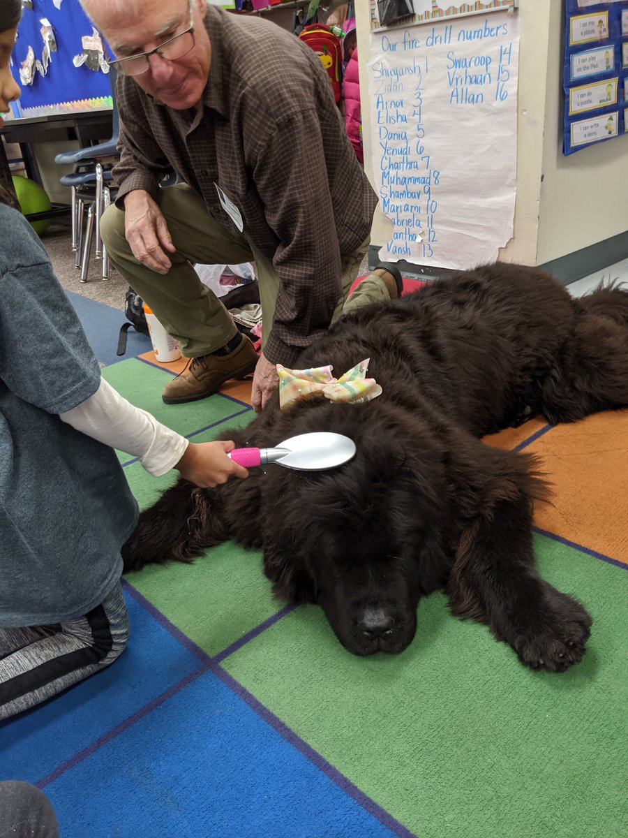 Maggie the therapy dog came to visit us today. We got to meet her and give her some love. Next visit we will be reading to her. The smiles and happiness she brought to all of us was amazing to see....we need more of this in our schools! <a href="/staceyta/">Stacey Ta</a> @LauraCervino