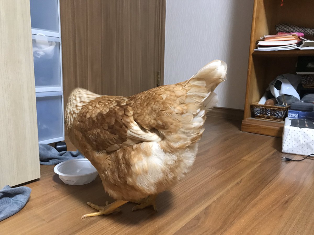 zzakzzakee's tweet photo. 은평구에서 닭 잃어버리신 분 계신가요. 아주 깨끗하고 사람을 무서워하지 않아요. 쌀이랑 귀리 주니까 잘 먹었어요. 내일 신고하고 동네에 전단을 붙일 예정입니다. 일단은 저희집에서 보호중입니다. 연락주세요. https://t.co/TtI0bOIYmy