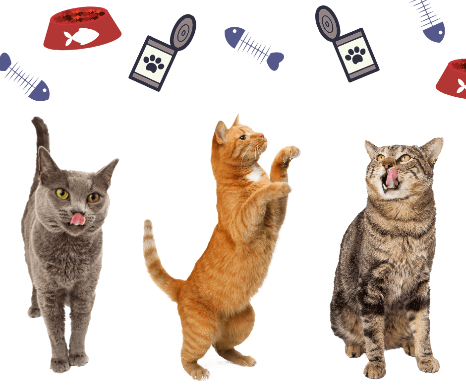 CherrybrookPet's tweet photo. It's Caturday! Stop by our store to shop our premium selection of food for your furry friend! #cats #catstagram #caturday #pets #ilovemycat #catsofinstagram #dogsofnewjersey #bestofnj #supportsmallbusiness #smallbusinessowner #northjersey #doglovers #ilovemydog #pets #adorable https://t.co/jcI4U61OHv