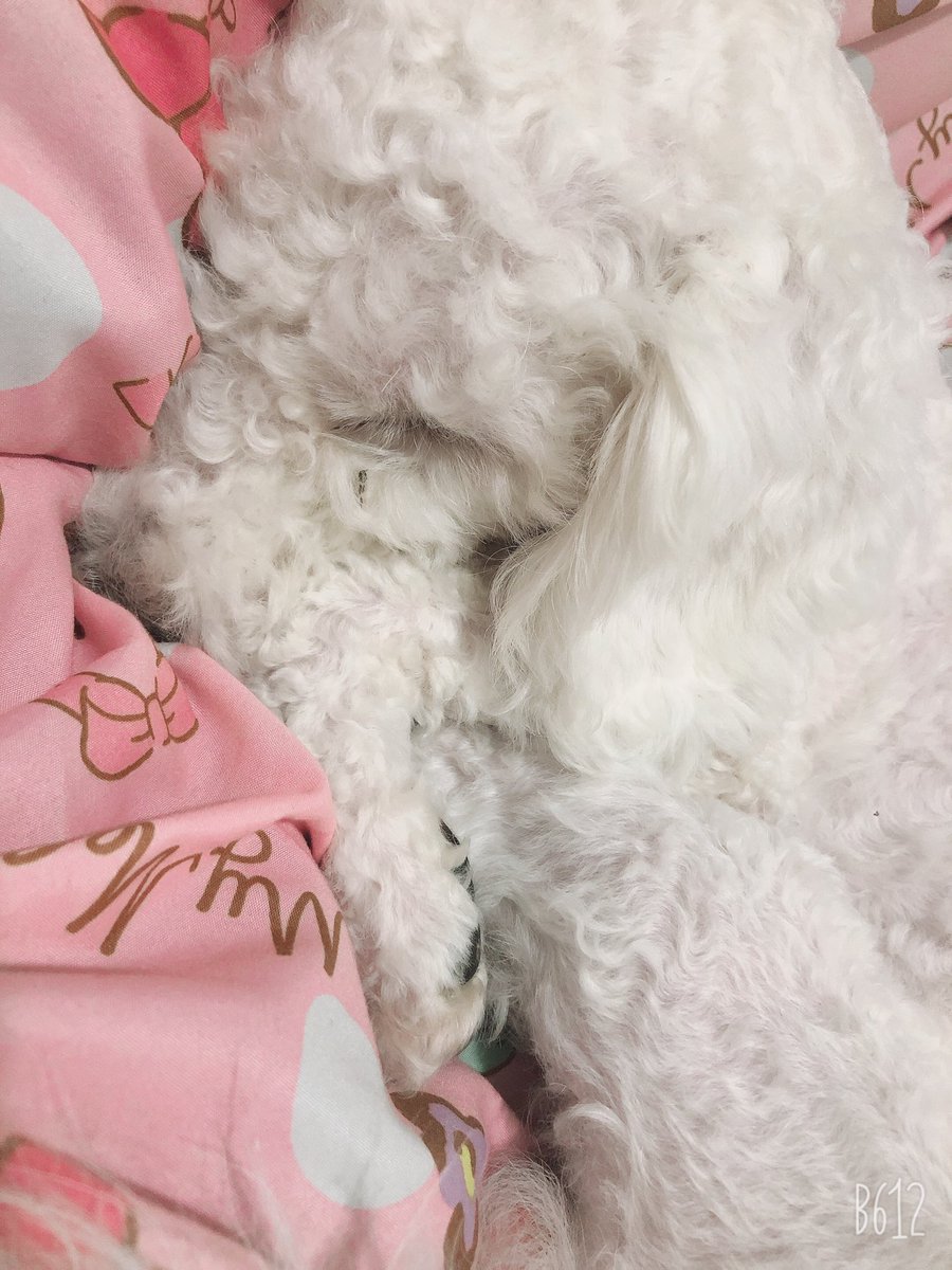 rin_official27's tweet photo. 顔が何処かわからない。
時折変な震え方するから
寒いと思ってお布団を掛けてたけど
違うみたい。
いつも夢を見てるっぽい!笑
#Marvelouspro
#マーベラスプロレス
#marveldogs https://t.co/tfnZ0YM25f