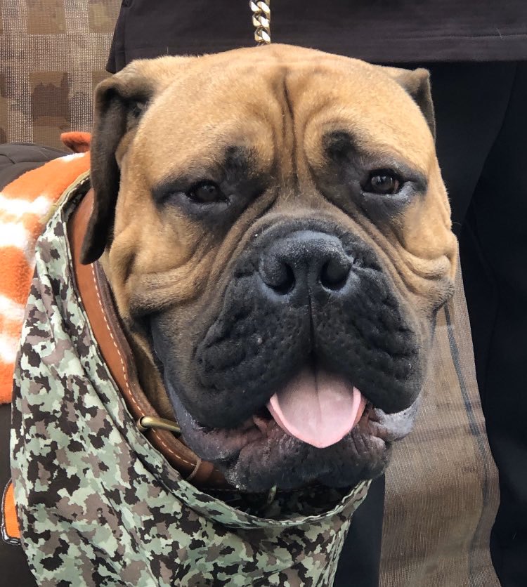 Bradstainbrook's tweet image. Are we just going to ignore the fact SJ is now 2-0? #Browns