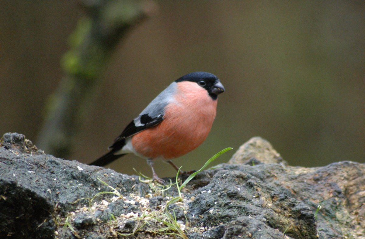 Bullfinch at Cromwell Bottom LNR. #nature #NaturePhotography #TwitterNatureCommunity #wildlife #wildlifephotography #birds #birdphotography #earthcaptures