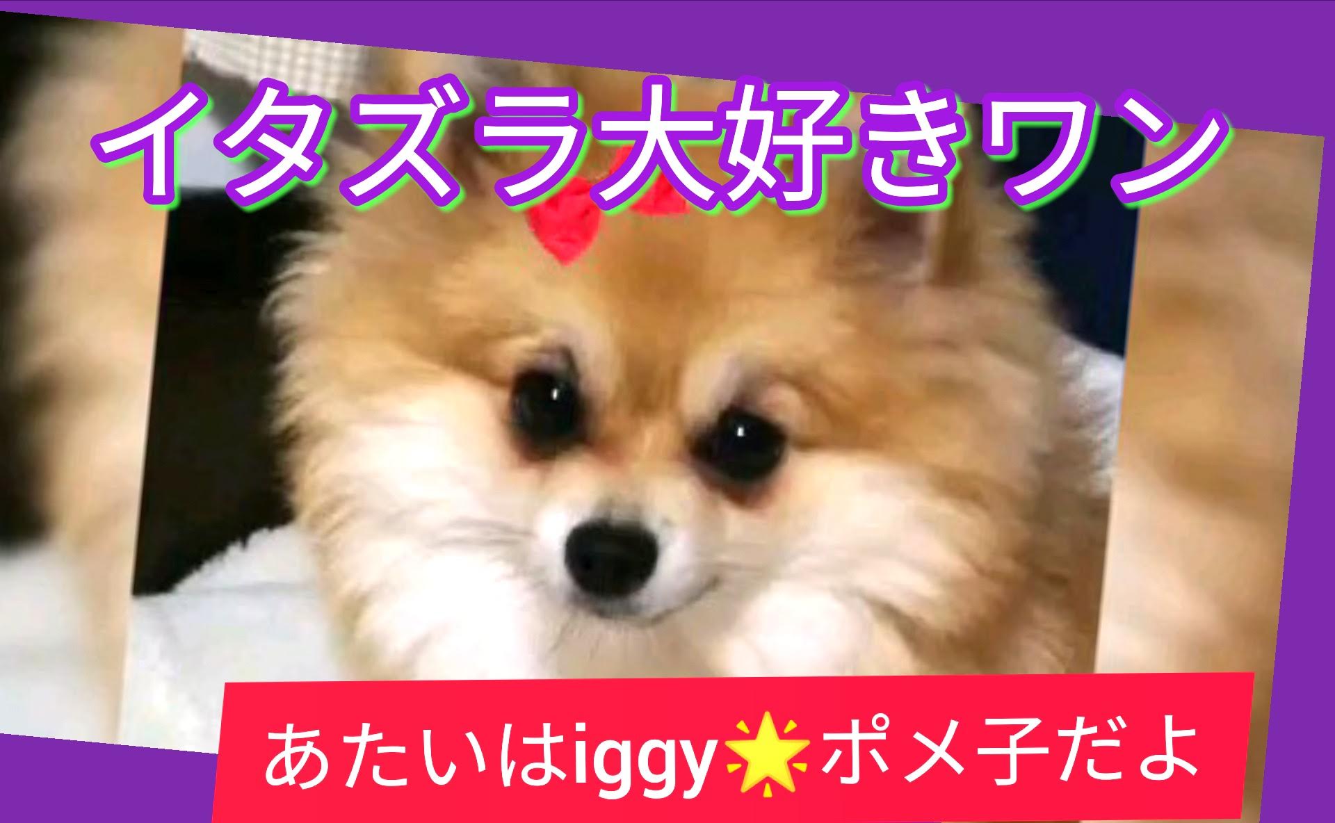 ポメラニアン赤ちゃん Twitter Search Twitter