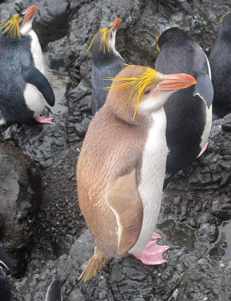 SamanthaMayfie3's tweet photo. #differentnotbroken #penguin https://t.co/cO0WcFhih1