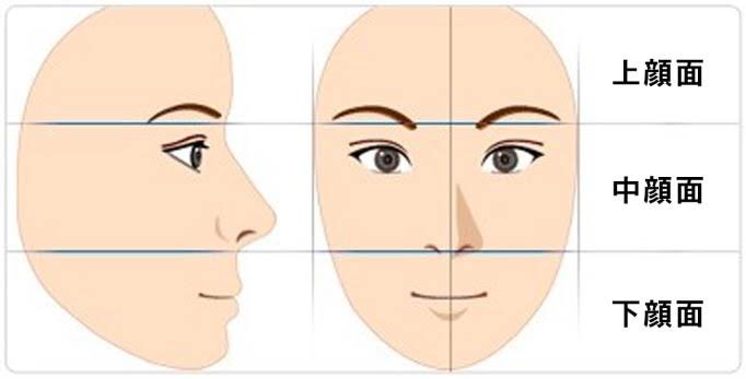 アネモネ on Twitter: "上顔面・中顔面・下顔面とはここのこと ここが1:1:1だと綺麗だとされています https://t.co/PyPY3TzoGl" / Twitter