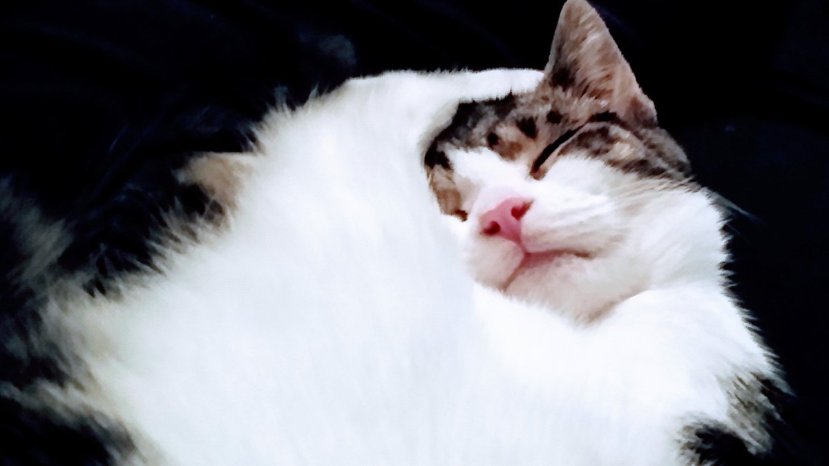 Just an evening of listening to Robert Johnson blues, nice beer and my kitten being adorable.