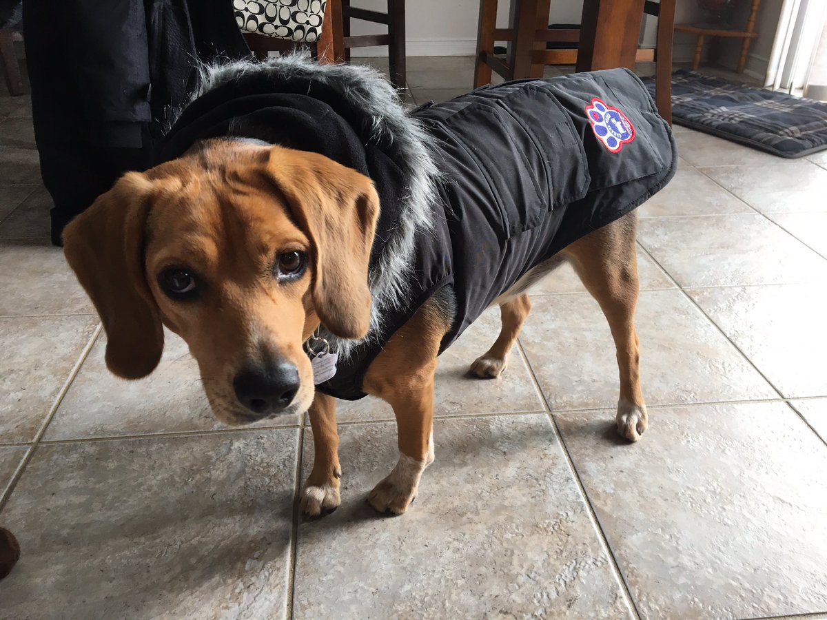 It happened. I got a new winter coat. Dad said no to pink so mom sighed and went with this stylish black number. #readyforwinter 🇨🇦 #beagle