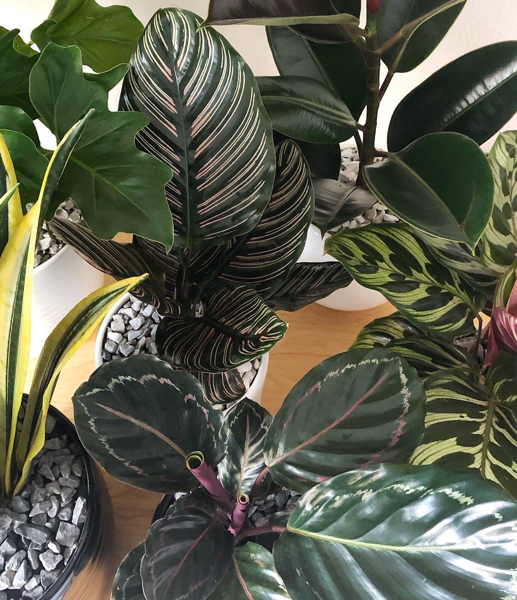 Regala plantas, regala vida. <a href="/habitantesCDMX/">Habitantes CDMX</a>