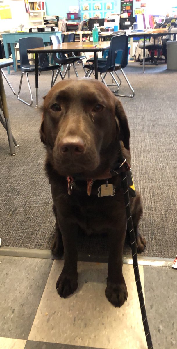 shellie avery-franz (@averyshellie) on Twitter photo Champ makes our days so bright πππ#wleced <a href="/WalledLkSchools/">Walled Lake Schools</a> <a href="/GuestElementary/">Guest Elementary</a> @Myshellwlcsd Champ makes our days so bright πππ#wleced <a href="/WalledLkSchools/">Walled Lake Schools</a> <a href="/GuestElementary/">Guest Elementary</a> @Myshellwlcsd