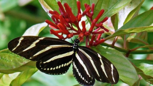 All Creatures Great and Small (a special holiday read from your Florida Native Plants Nursery) 🌲 - mailchi.mp/8855e33c2b68/a…