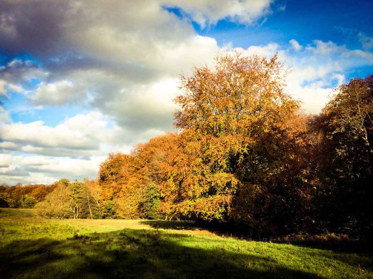 GetOutKids's tweet photo. It's mid-November and the trees are hanging on tight to their leaves here...don't think they want to let them go! #Autumn #autumnvibes #GetOutside #nature #trees #walking #walkonestop @osleisure @team4nature https://t.co/yFts5npX9E