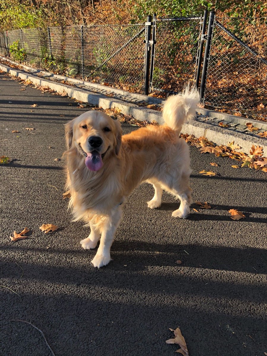 Elizabeth Warren's dog, Bailey, on a walk.