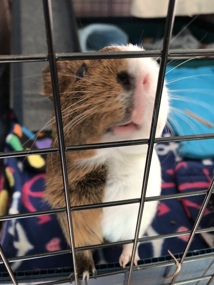 NoodlesGPig's tweet photo. Daisy. Wants you to look. At her glorious piggy lips. https://t.co/lHd92qbJf6