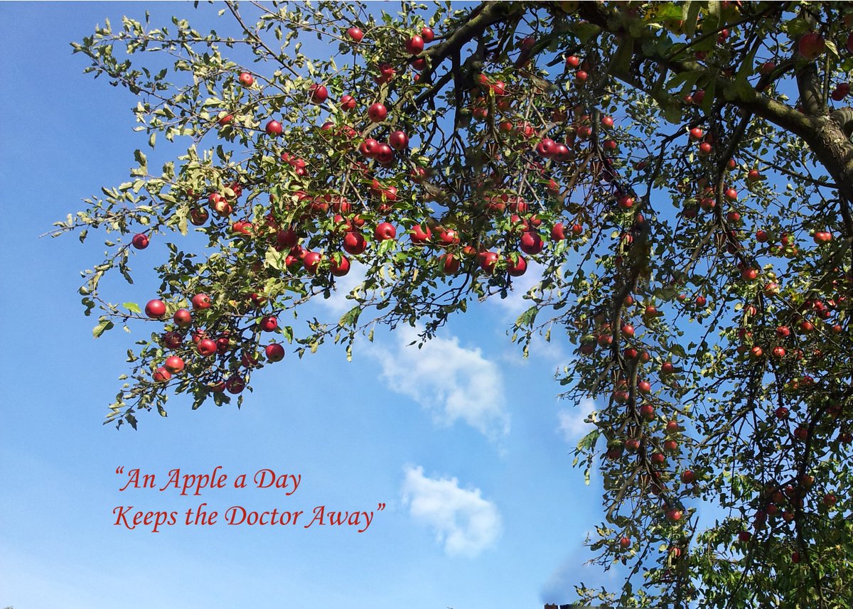LR_Perspective's tweet photo. Enjoy your apple for 365 days in year https://t.co/7PTUfy8LE8