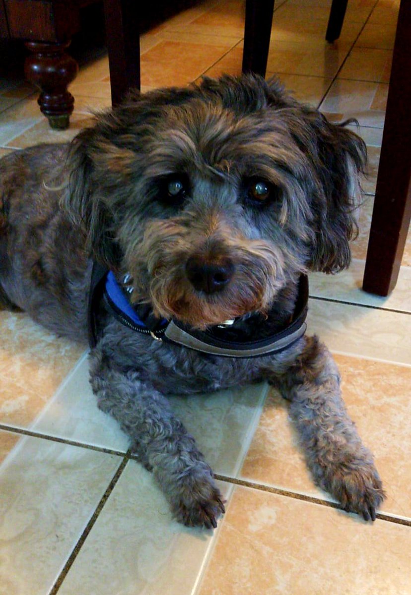 antoniodivine's tweet image. These furry lovable creatures are the reason I keep fighting even on my worst days.They survived the #electrical #arcing #fire that destroyed our #home &amp;amp; became my #emotional #support #animals. Thank you for your #unconditionallove. Hopefully soon we'll have a forever #home.