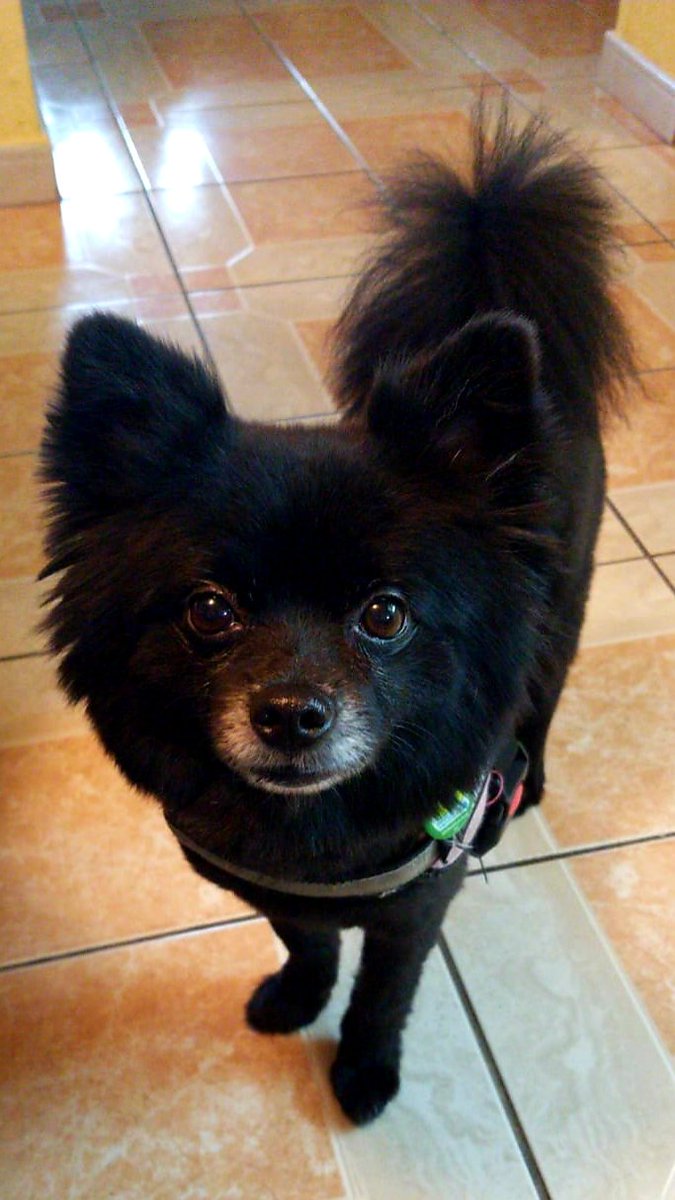 antoniodivine's tweet image. These furry lovable creatures are the reason I keep fighting even on my worst days.They survived the #electrical #arcing #fire that destroyed our #home &amp;amp; became my #emotional #support #animals. Thank you for your #unconditionallove. Hopefully soon we'll have a forever #home.