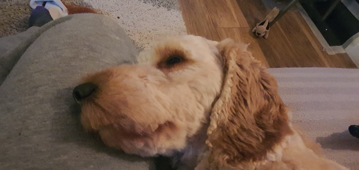 CockapooMaeve's tweet image. It has been a busy day.