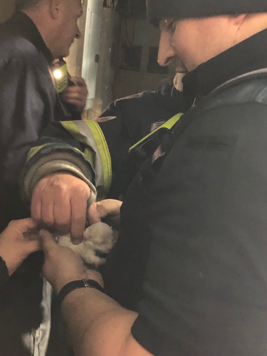 StPaulBlvdFD's tweet photo. Group 2 Firefighters were called to a residence for a report of a puppy trapped in a heating vent. The puppy fell from the second floor to the basement. The puppy was rescued and is doing great. Great work Group 2! Also thanks to @IrondequoitPD @MonroeAmbNY for your help! #roc https://t.co/Cww4BnfVhL